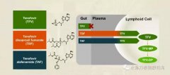 替诺福韦艾拉酚胺(TAF)III期研究效果展现：96周无耐药，病毒抑制强